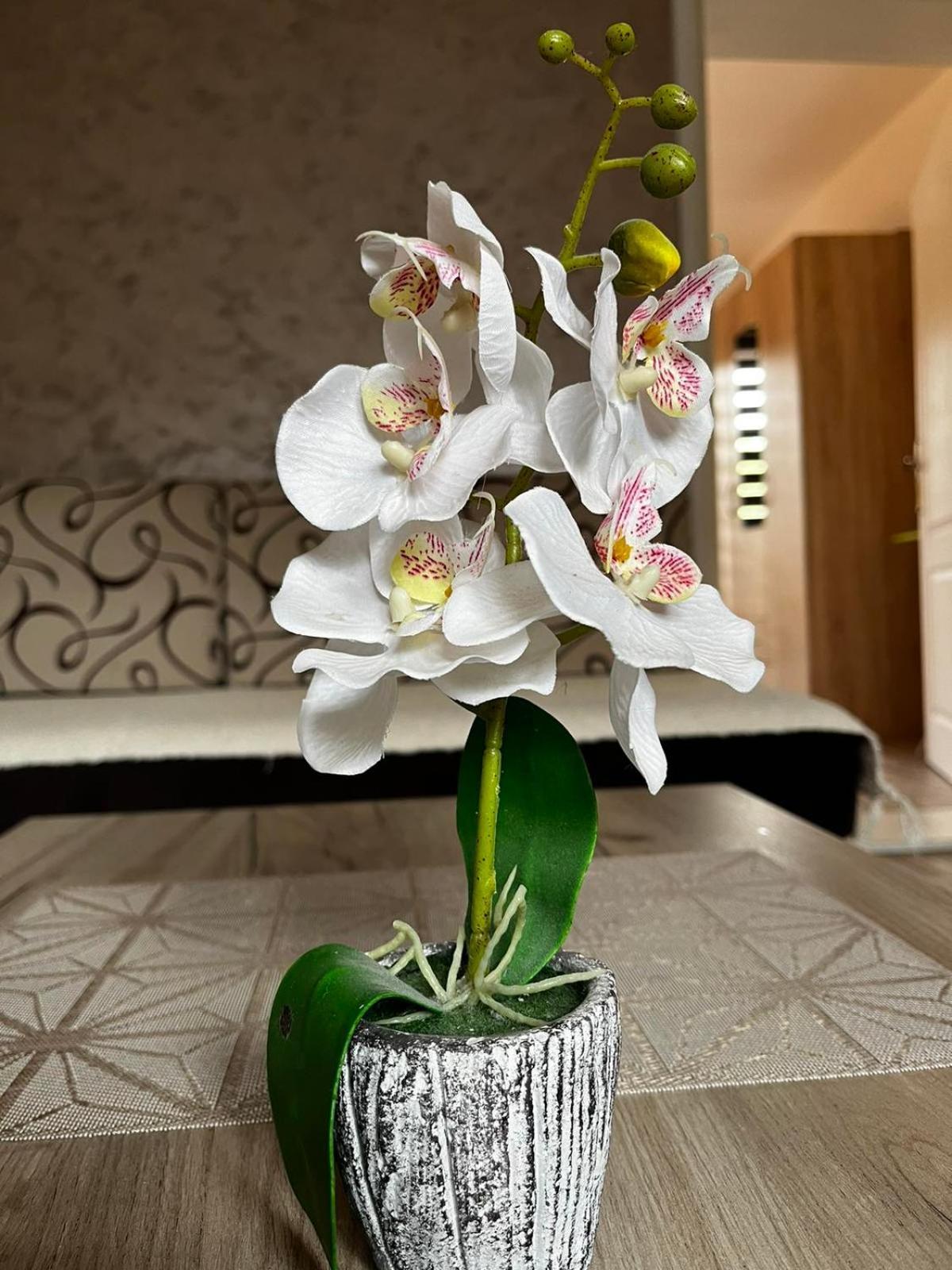 Apartmani Nikolic Višegrad 객실 사진